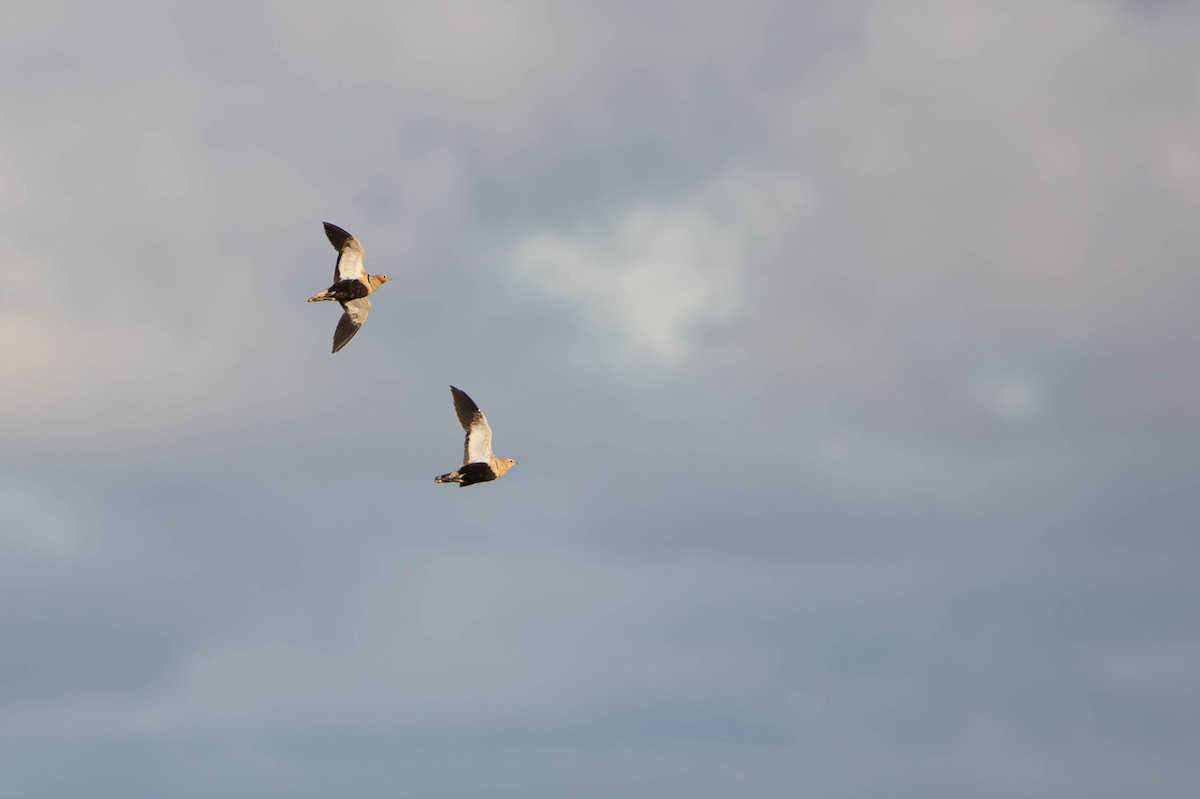 Black-bellied Sandgrouse - ML645490694