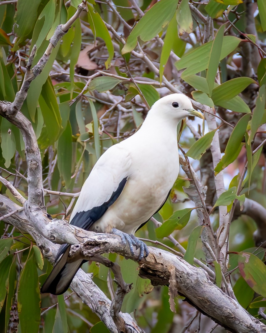 Torresian Imperial-Pigeon - ML645490702