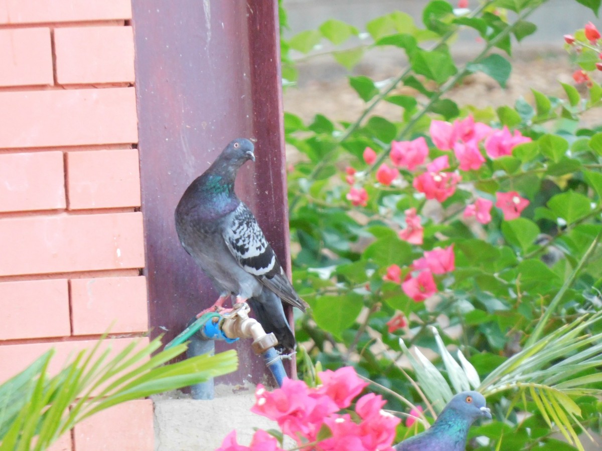 Felsentaube (Straßentaube) - ML645490707