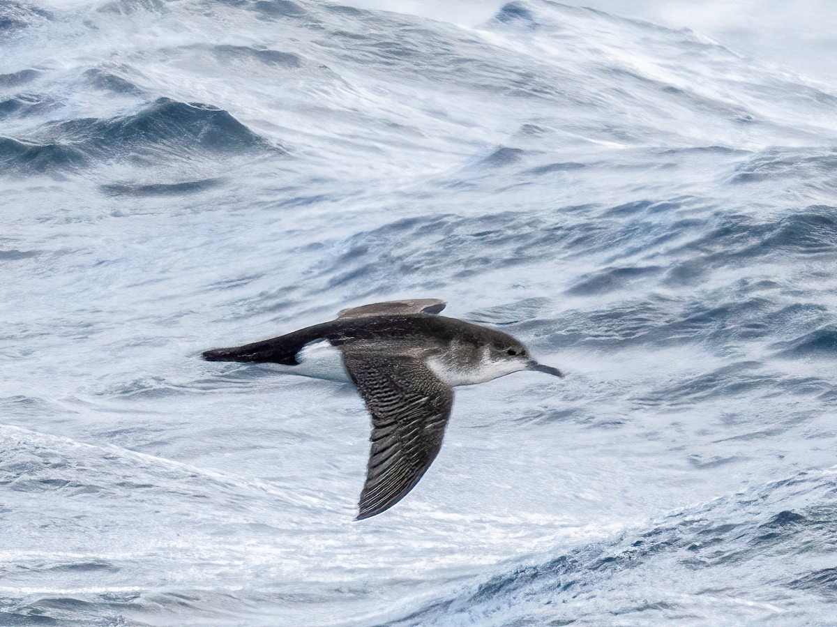 Manx Shearwater - ML645490720