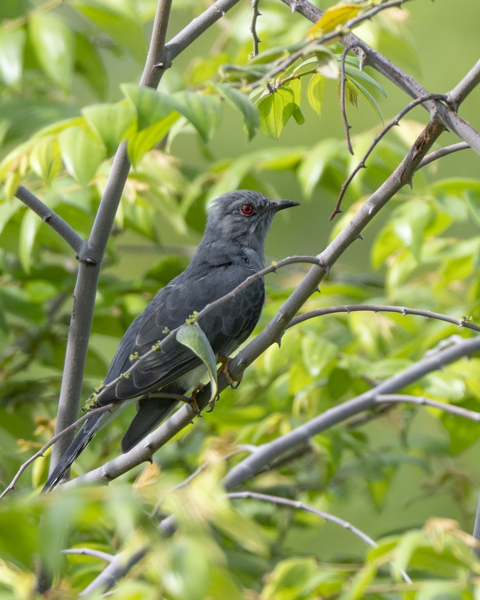 Cuco Pechigrís - ML645490721