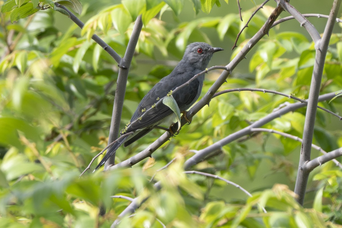 Cuco Pechigrís - ML645490722