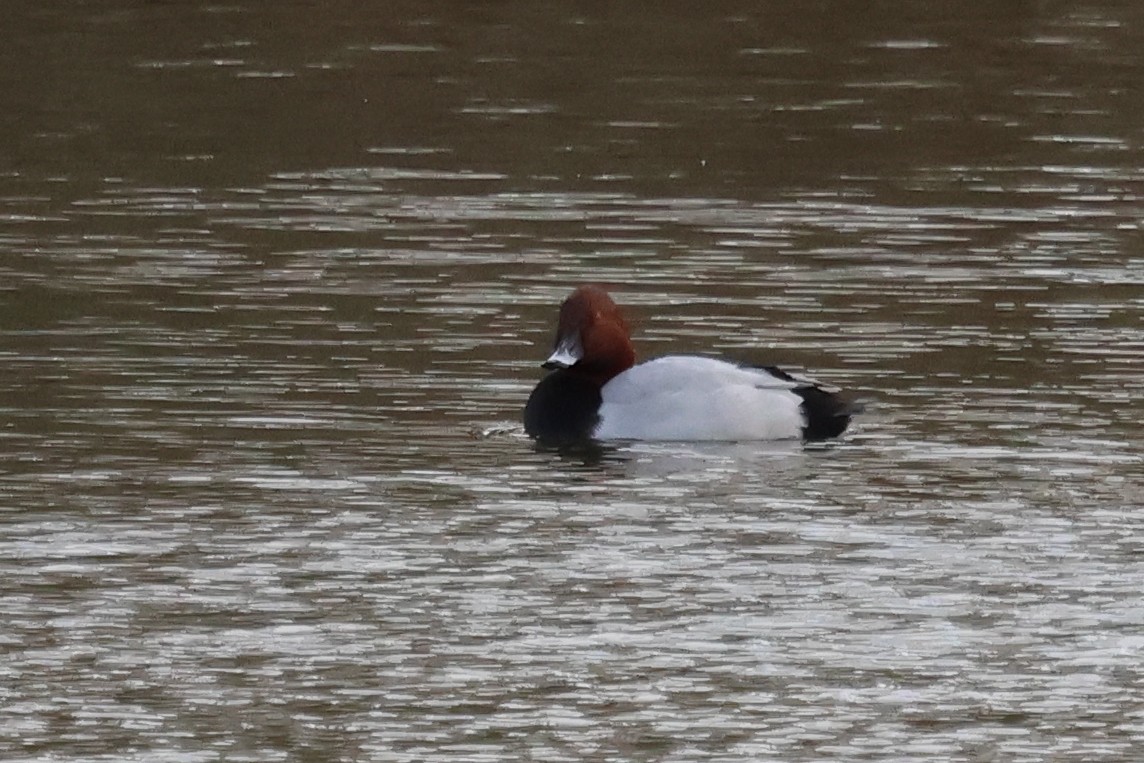 Common Pochard - ML645490723