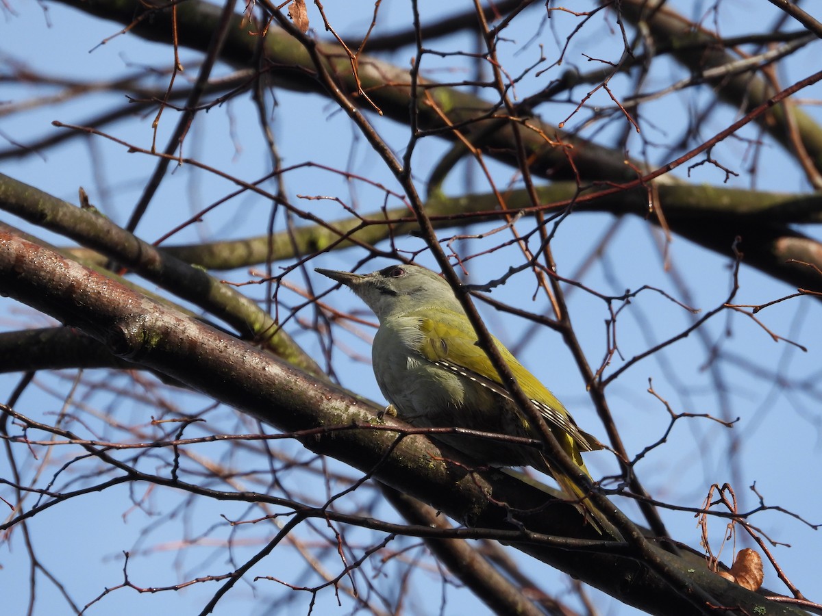 Жовна сива - ML645490727