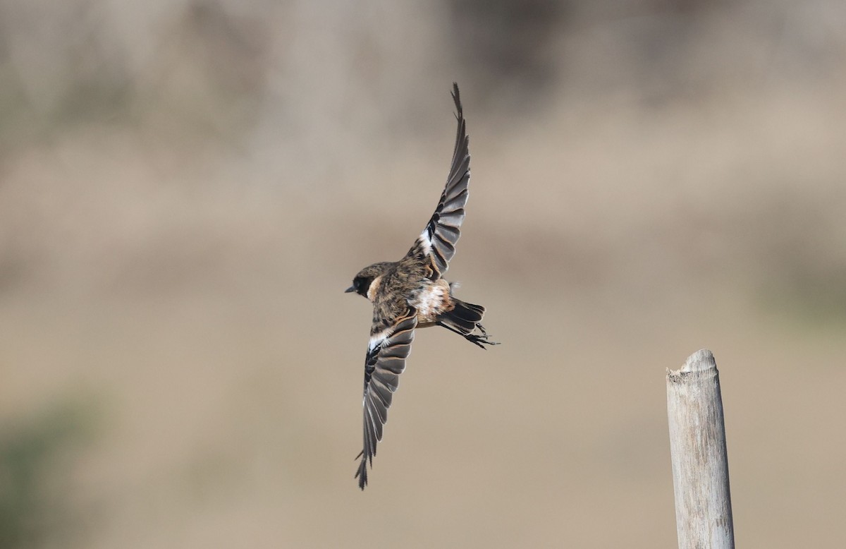 European Stonechat - ML645490728