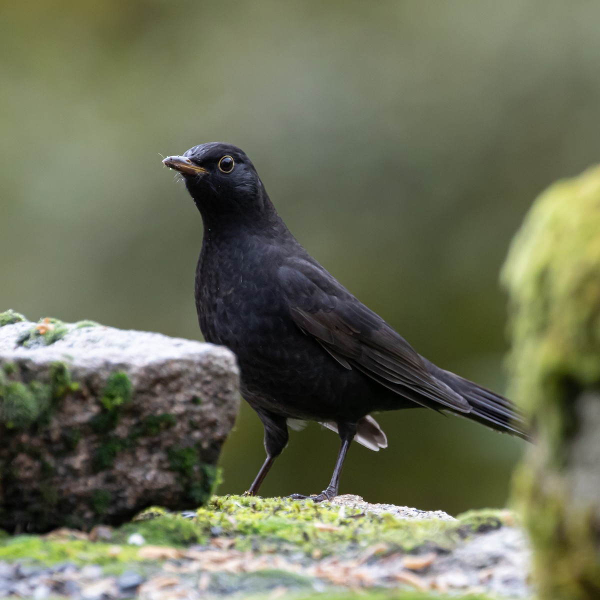 kos černý - ML645490734