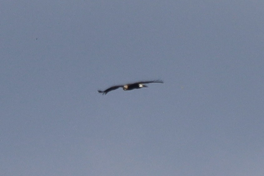 Aquila reale - ML645490738