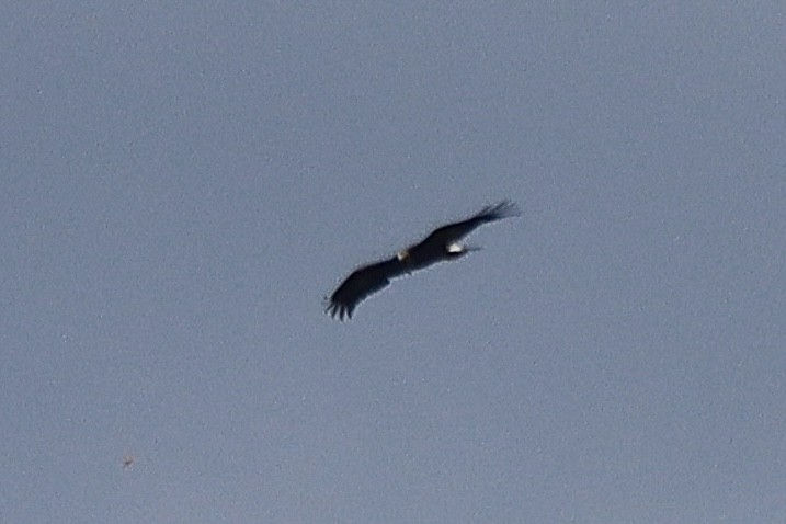 Aquila reale - ML645490739