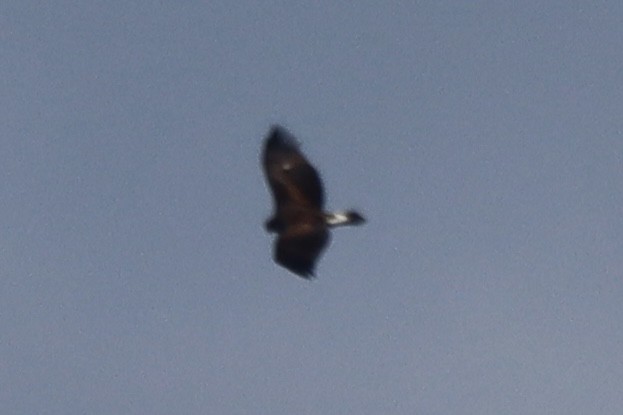 Aquila reale - ML645490741