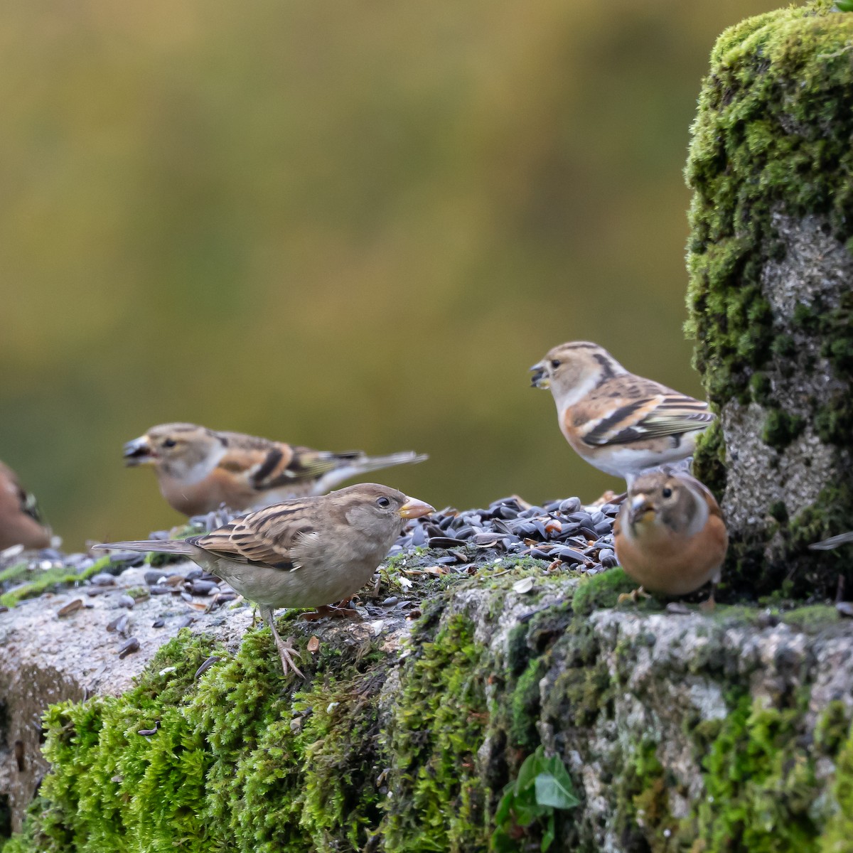 vrabec domácí - ML645490758