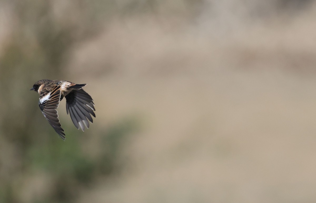 European Stonechat - ML645490765