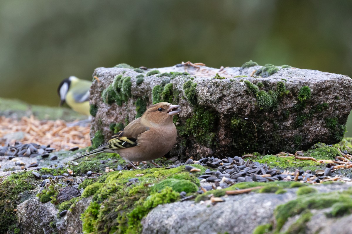 pěnkava obecná - ML645490772