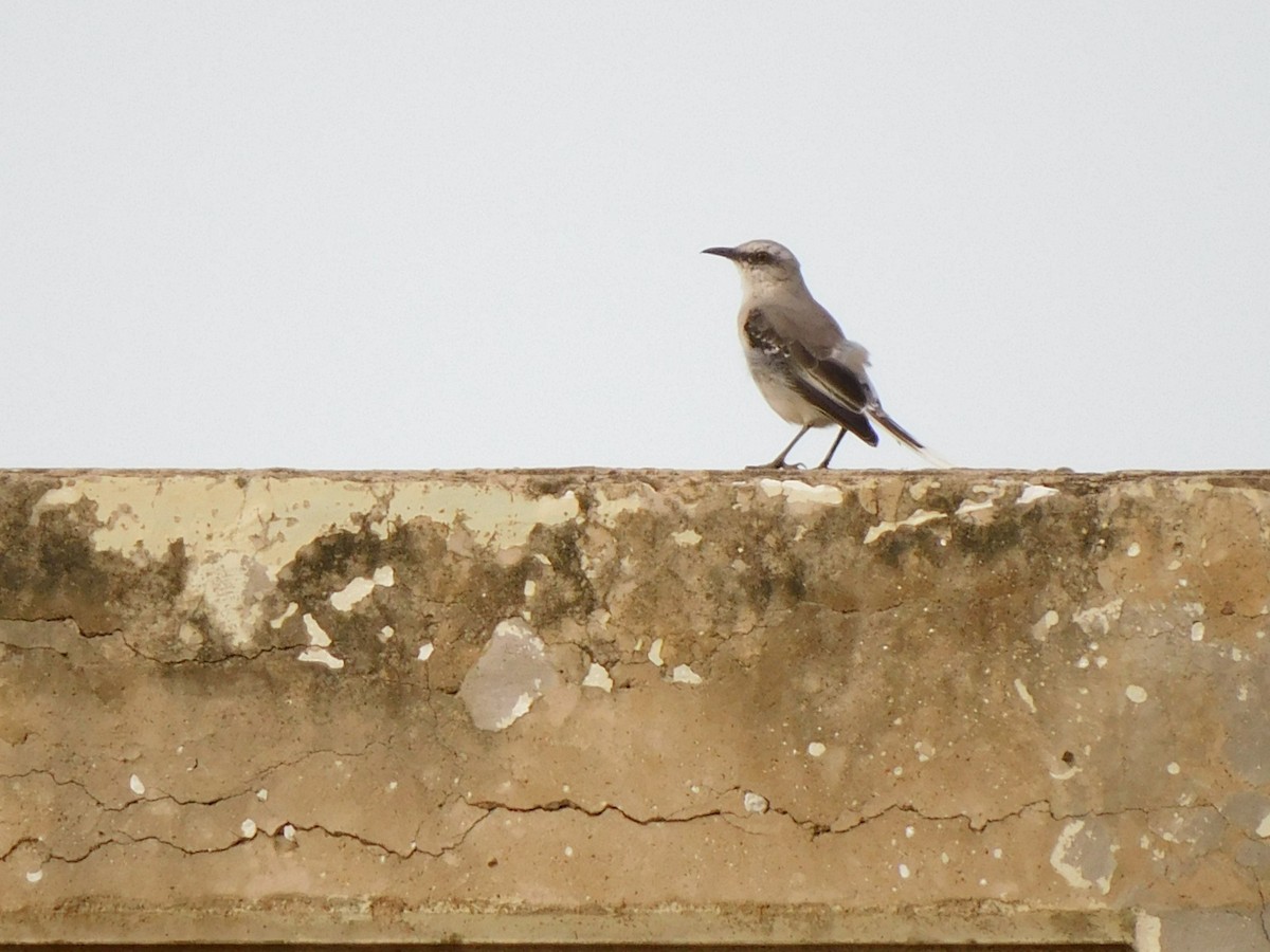 Tropikal Taklitçi - ML645490774