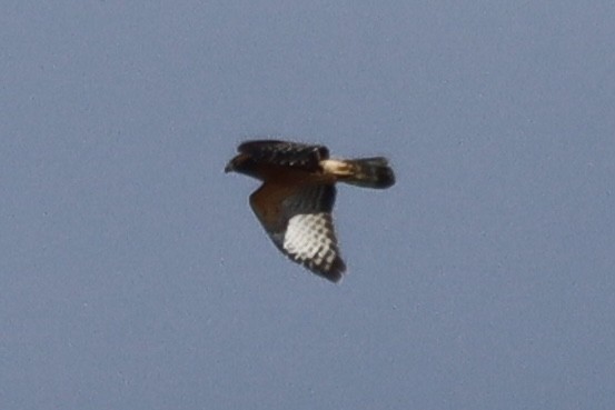 Red-shouldered Hawk - ML645490776