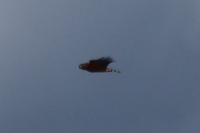 Red-shouldered Hawk - ML645490777