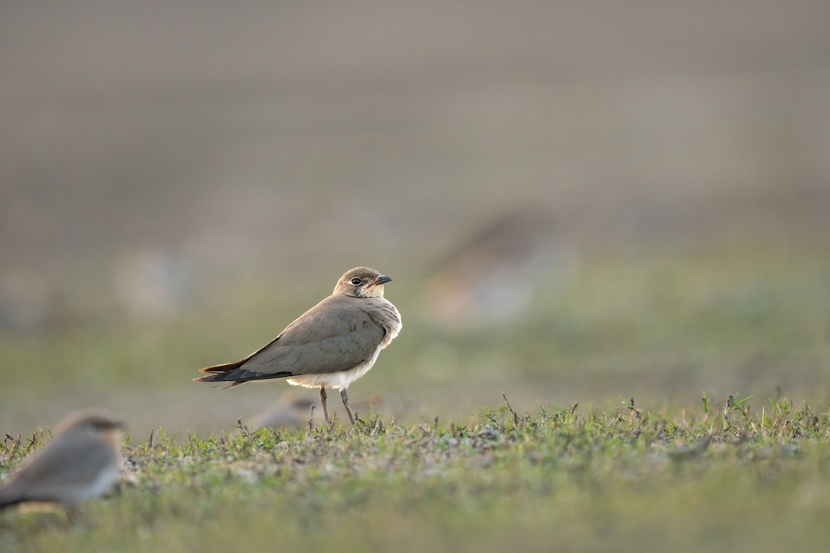 Oriental Pratincole - ML645490779