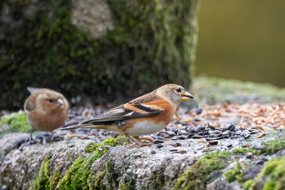 pěnkava jikavec - ML645490780