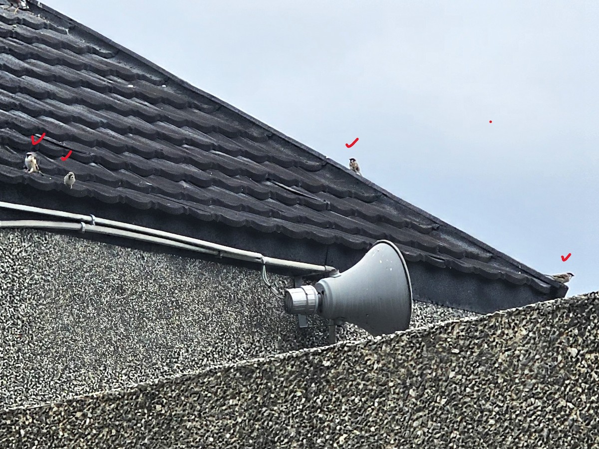 Ağaç Serçesi - ML645490781