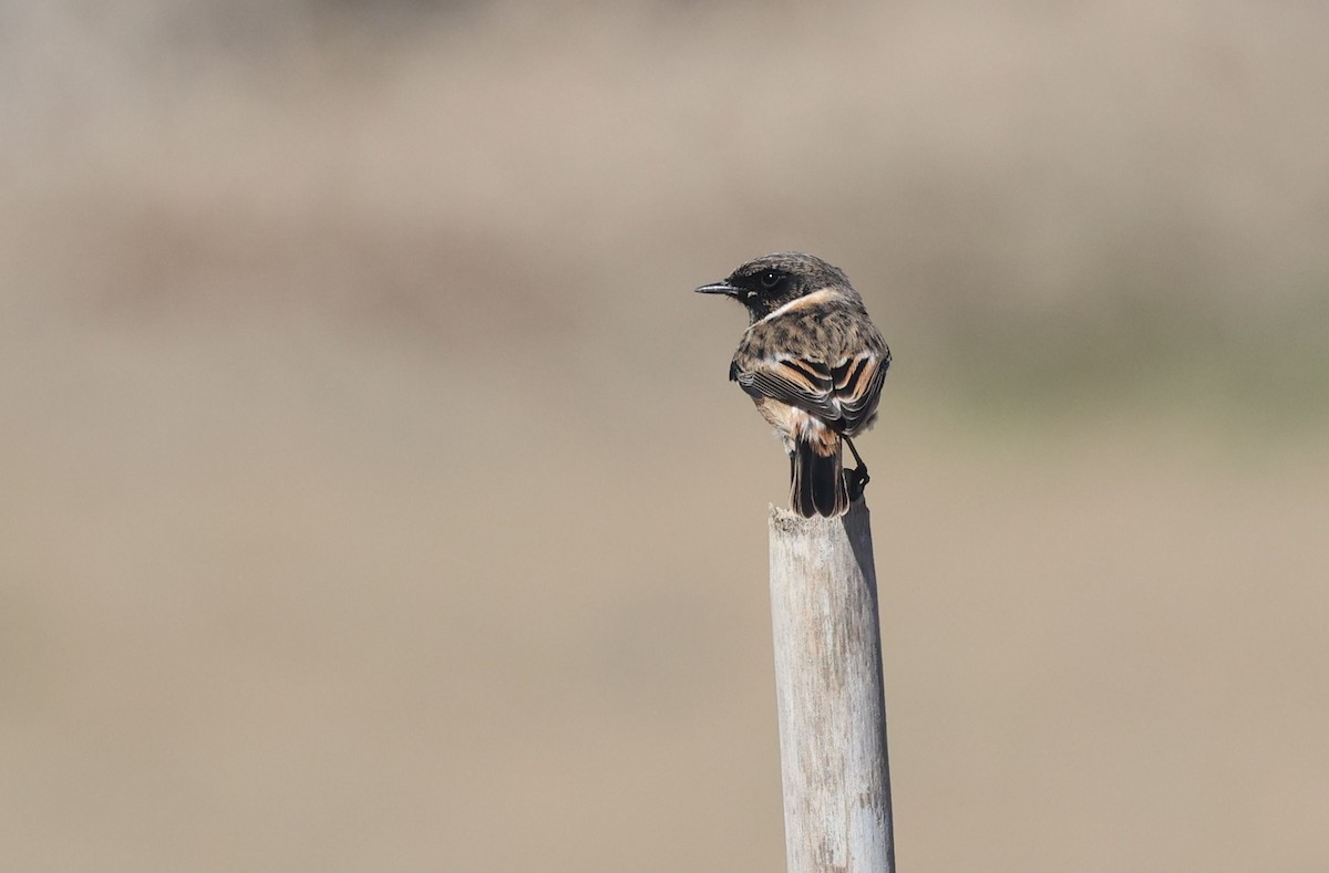 European Stonechat - ML645490782