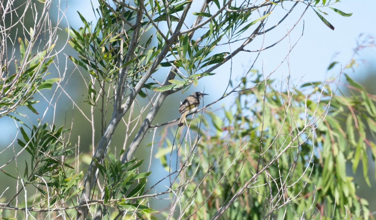 Brown Honeyeater - ML645490790