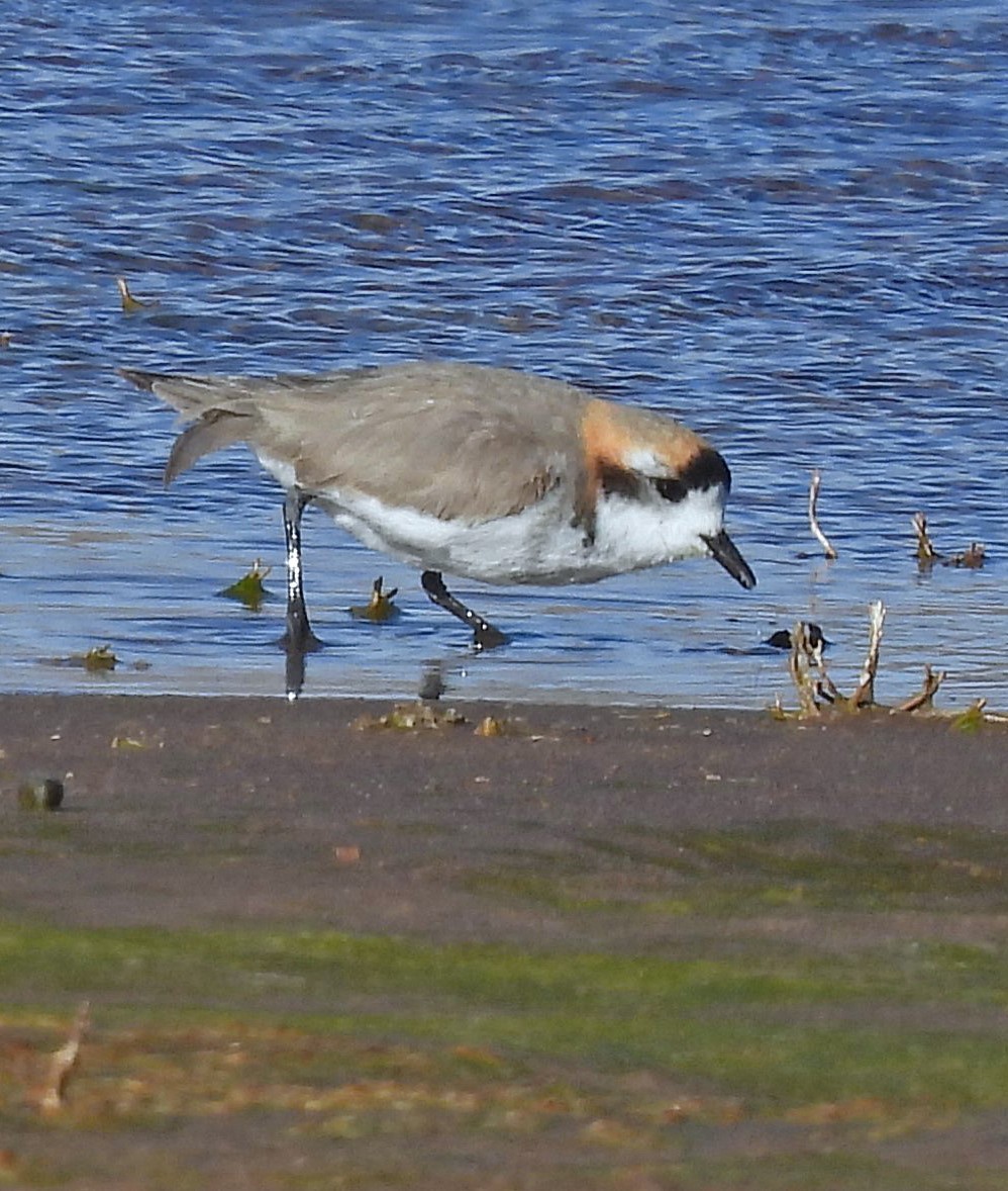 Puna Plover - ML645490792