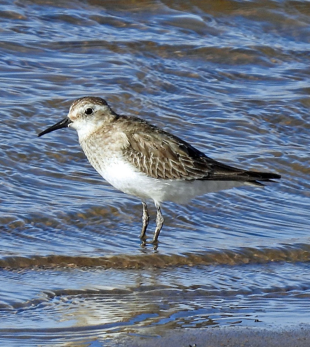 Baird's Sandpiper - ML645490796