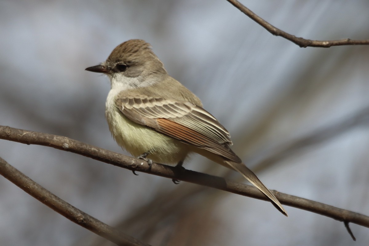 Ash-throated Flycatcher - ML645490799