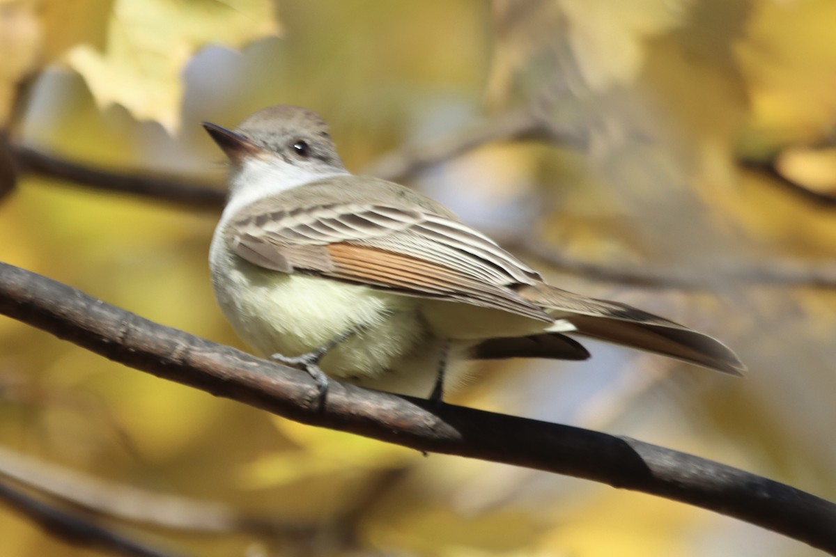 Ash-throated Flycatcher - ML645490800