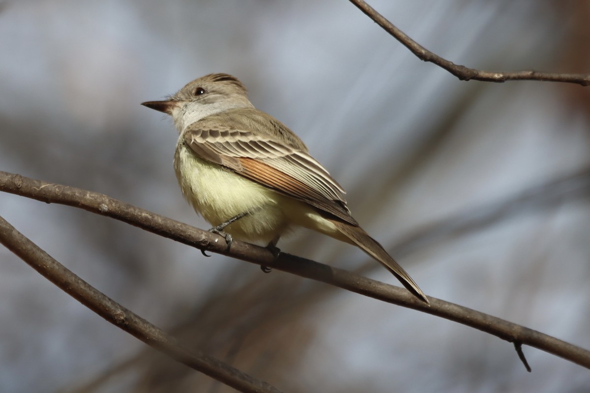 Ash-throated Flycatcher - ML645490801