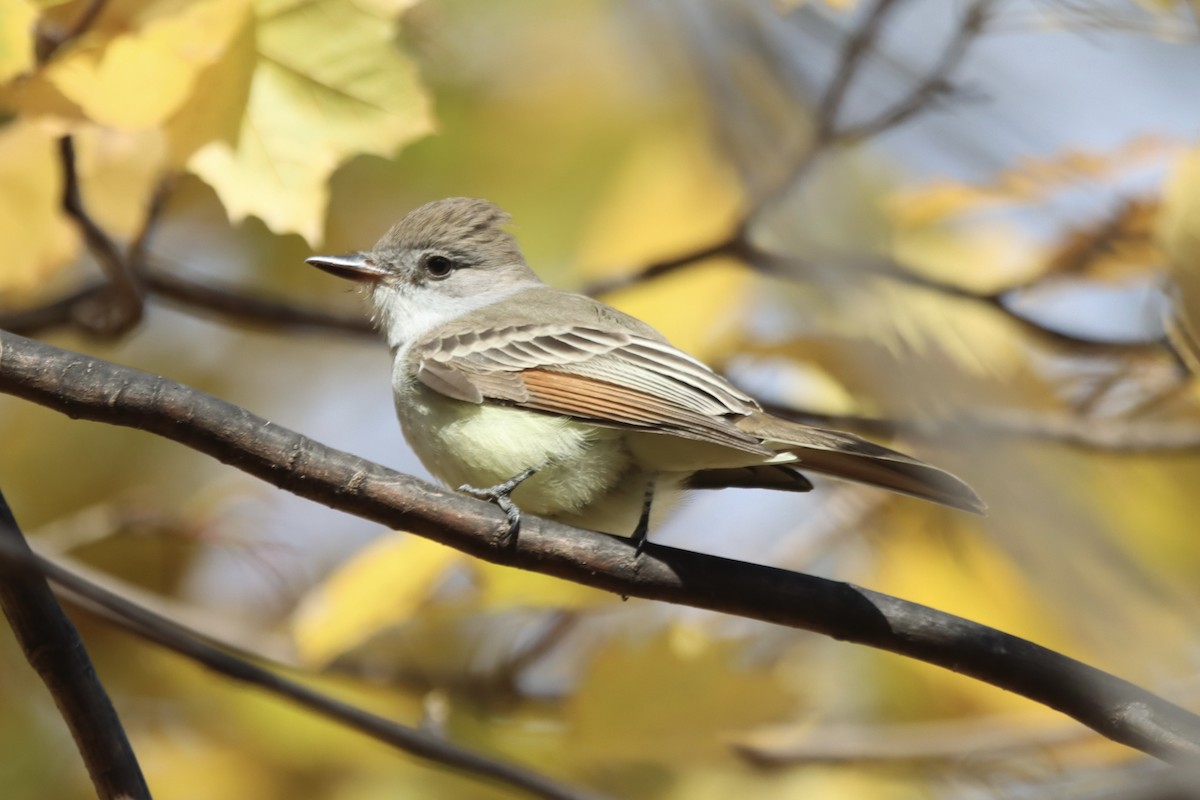 Ash-throated Flycatcher - ML645490802