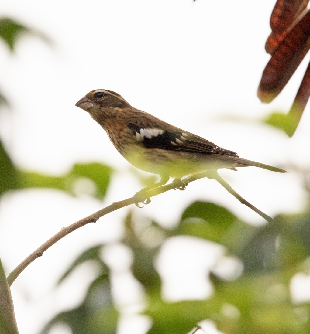 Rose-breasted Grosbeak - ML645490804