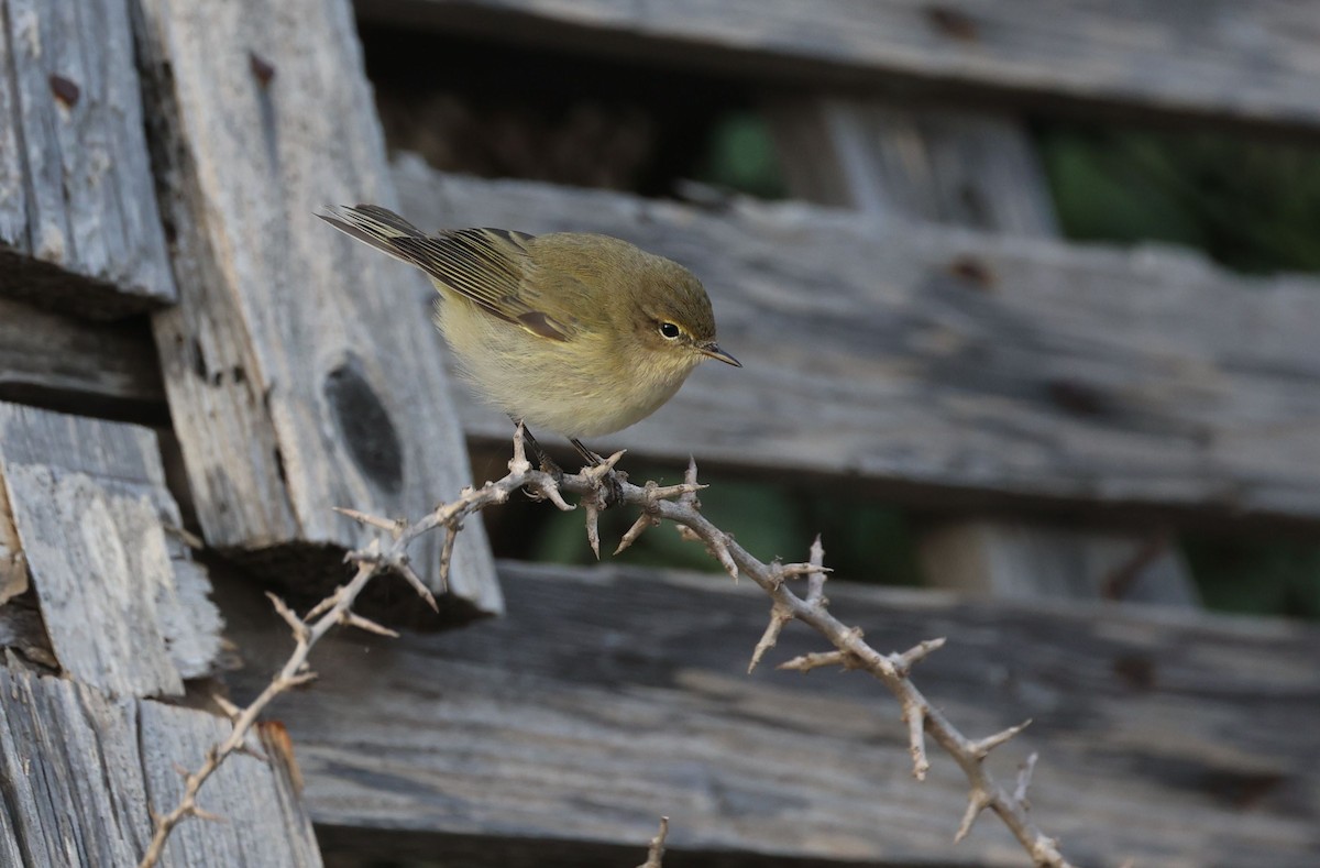 Common Chiffchaff - ML645490811