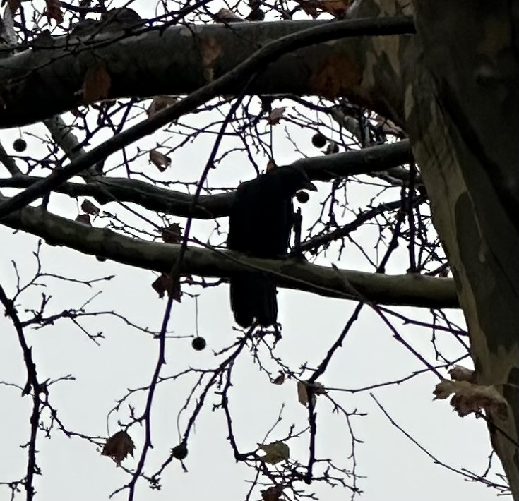 American Crow - ML645490813