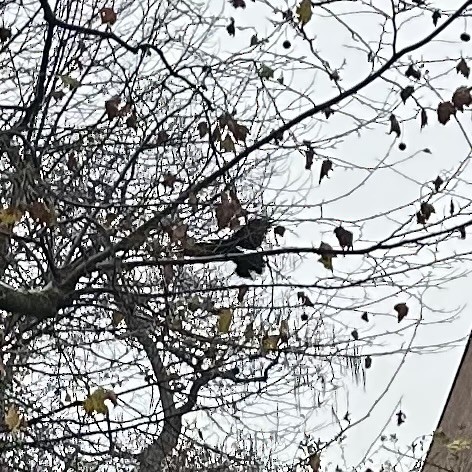 American Crow - ML645490815