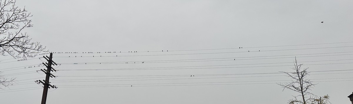 Шпак звичайний - ML645490819