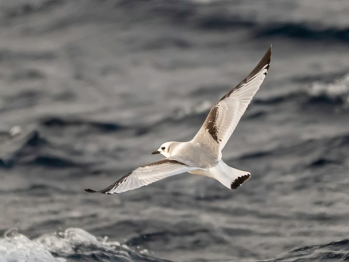 krykkje - ML645490820