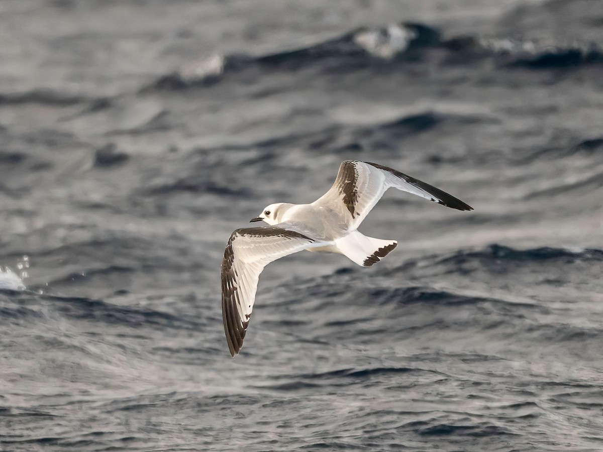 krykkje - ML645490821