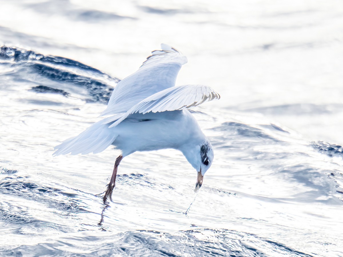 שחף שחור-ראש - ML645490828