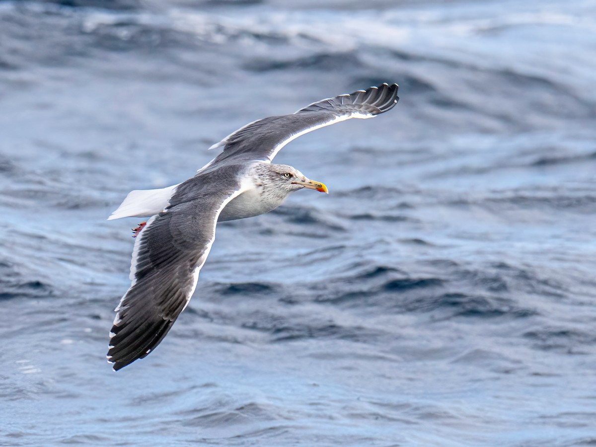 Zafferano - ML645490847