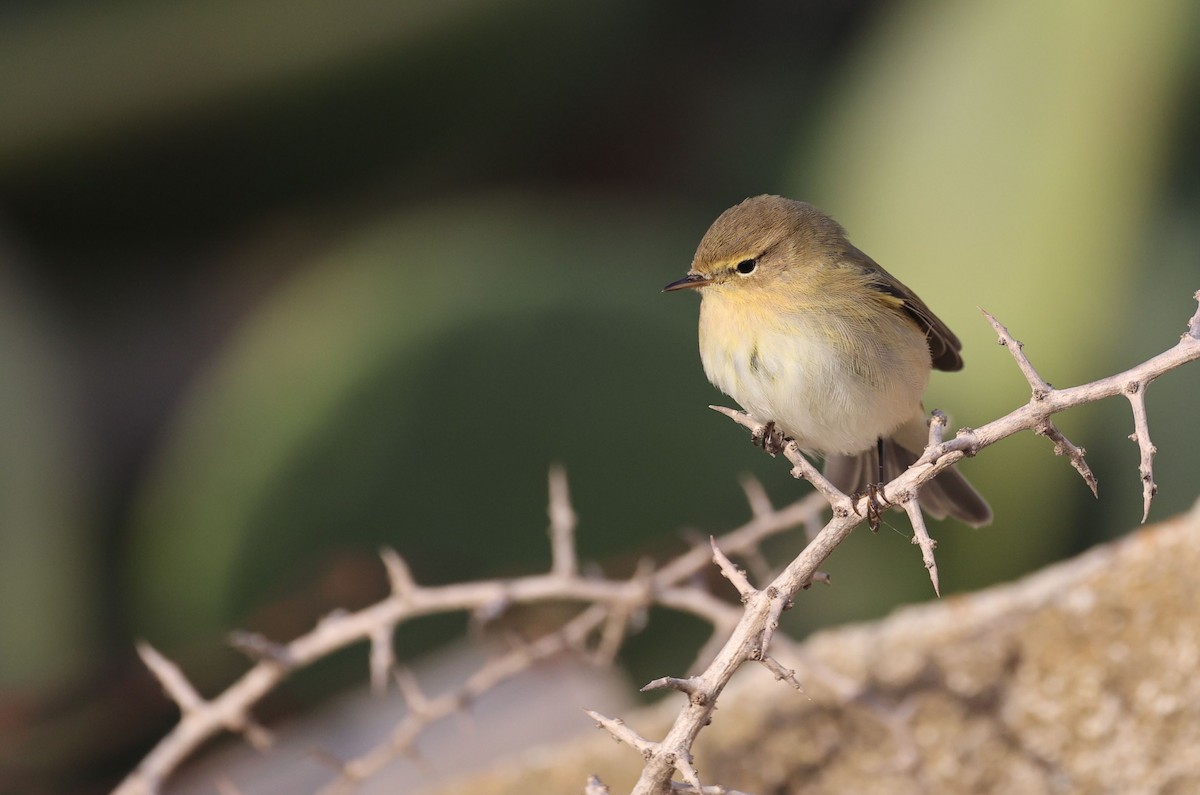 Common Chiffchaff - ML645490848