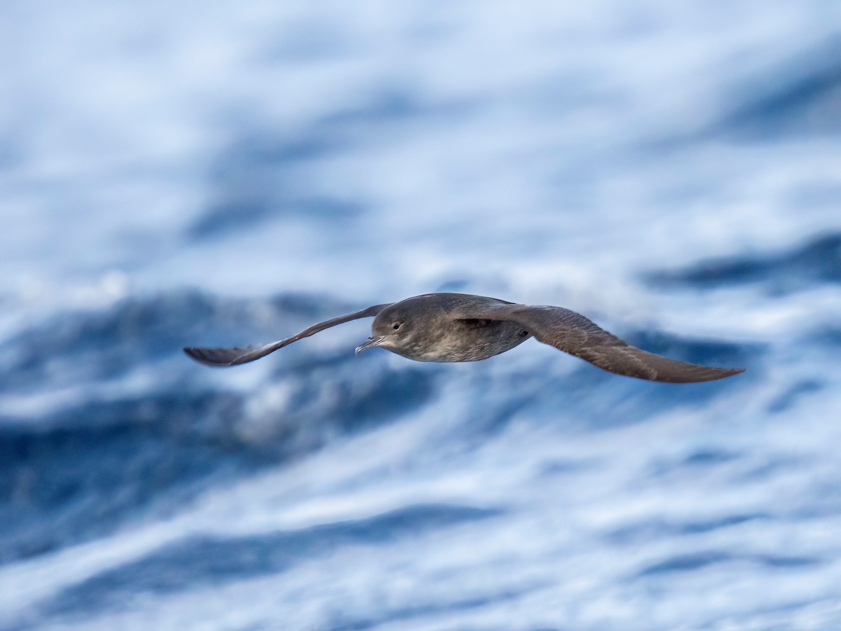 Sooty Shearwater - ML645490857