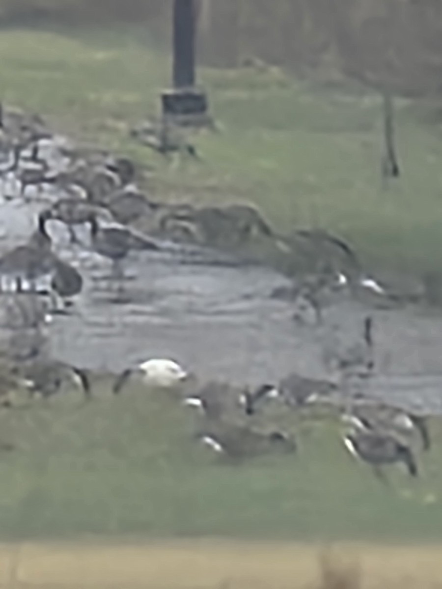 goose sp. - ML645490859