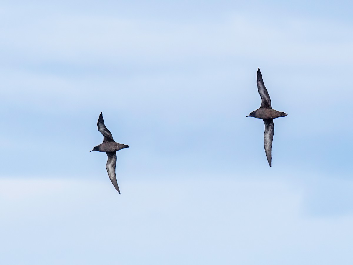 Sooty Shearwater - ML645490860