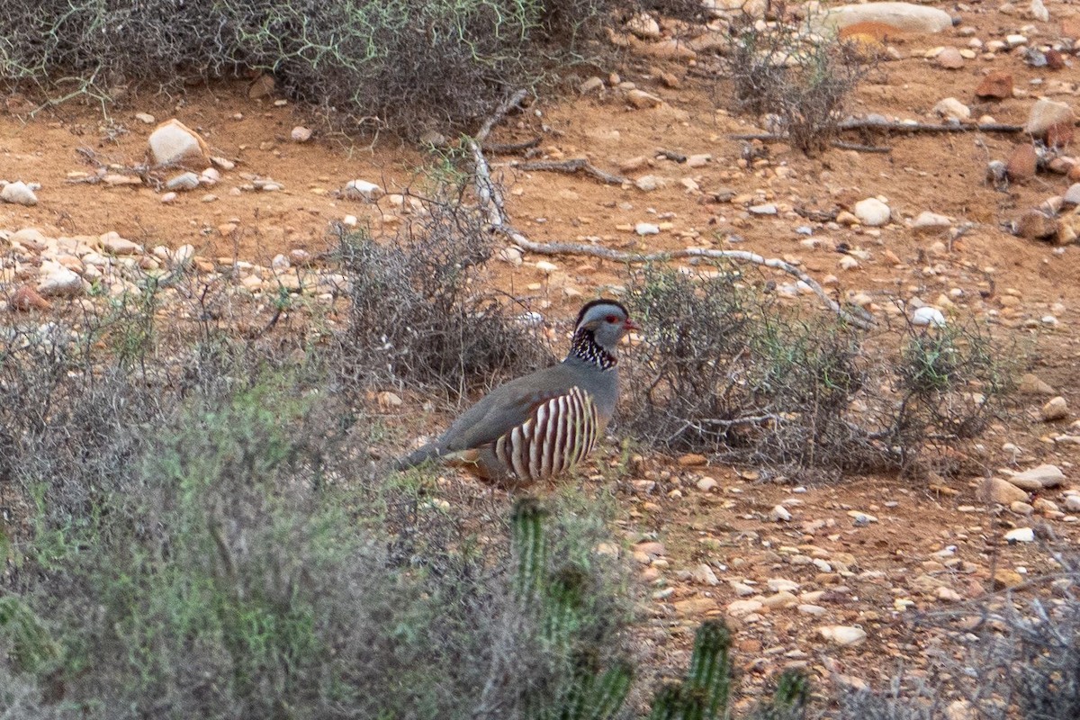 orebice berberská - ML645490861