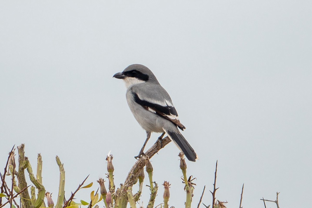 ťuhýk šedý - ML645490867