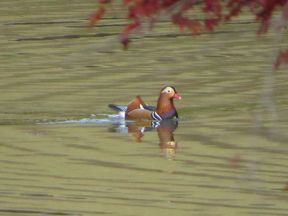 mandarinand - ML645490868