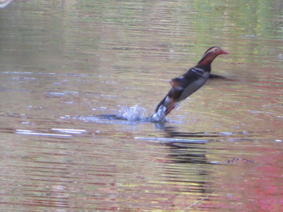 mandarinand - ML645490871