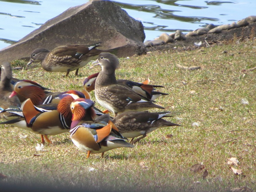 mandarinand - ML645490872