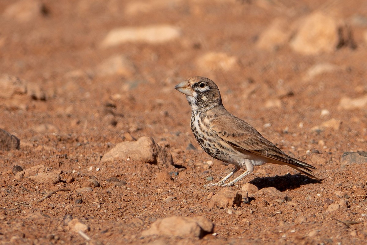 skřivan tlustozobý - ML645490874