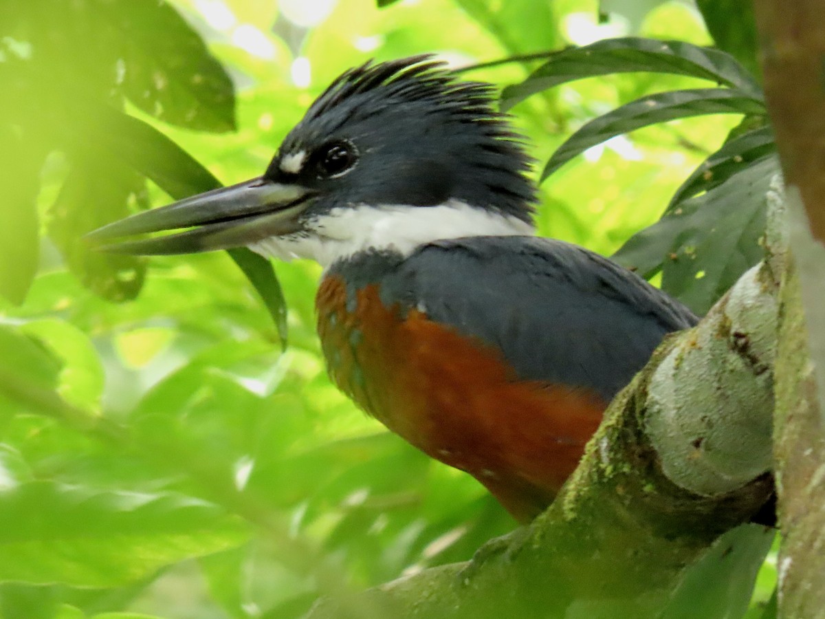 Ringed Kingfisher - ML645490878
